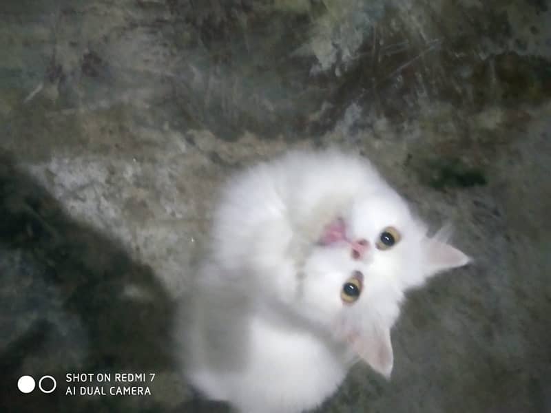 white persion cats for sale 4