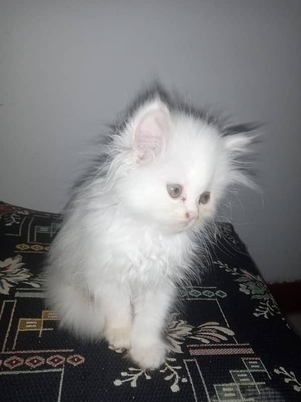 white persion cats for sale 5