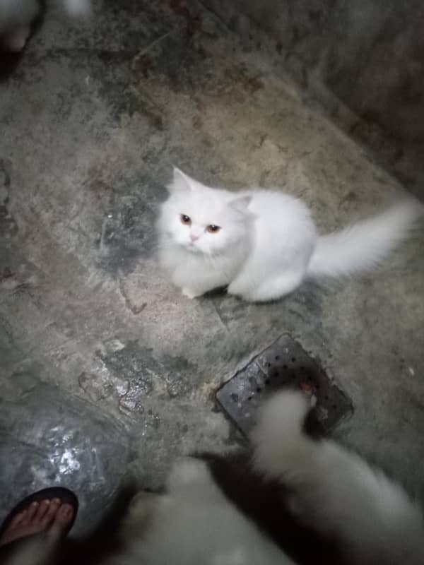 white persion cats for sale 6