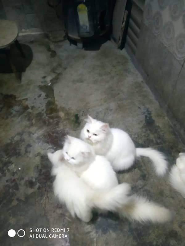 white persion cats for sale 7