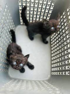 PERSIAN KITTENS FOR SALE