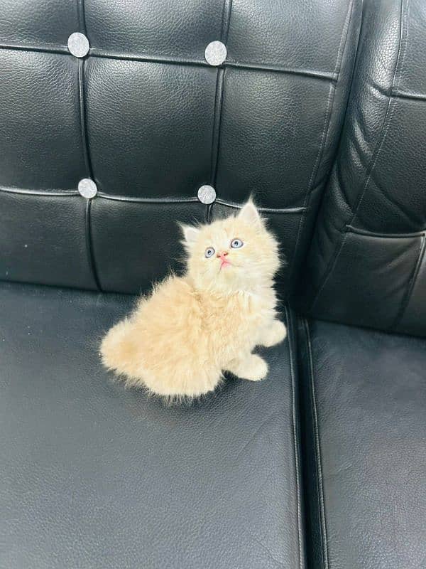 PERSIAN KITTENS FOR SALE 4