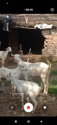 white tedi goat bread