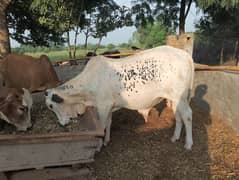 Desi bulls