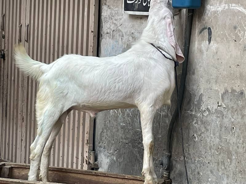 Rajanpuri Male gaot | Rajanpuri Female Goat | Female goat baby | Bakra 0