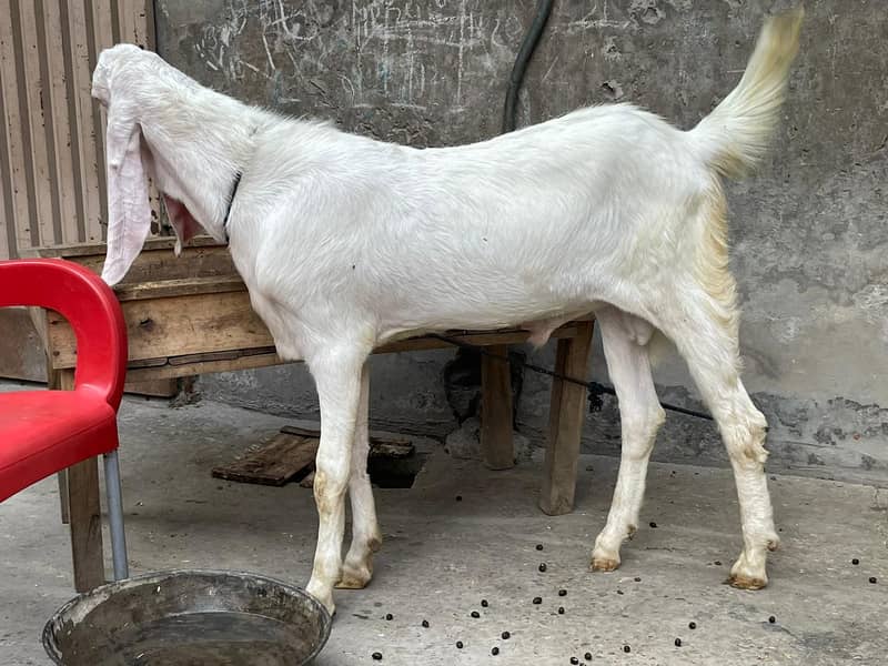 Rajanpuri Male gaot | Rajanpuri Female Goat | Female goat baby | Bakra 4