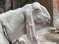 Rajanpuri Male gaot | Rajanpuri Female Goat | Female goat baby | Bakra