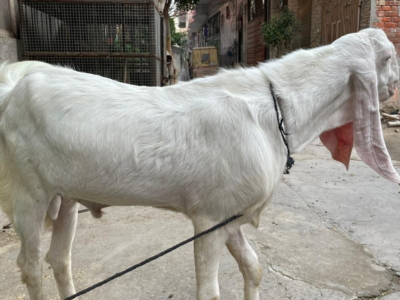 Rajanpuri Male gaot | Rajanpuri Female Goat | Female goat baby | Bakra 7