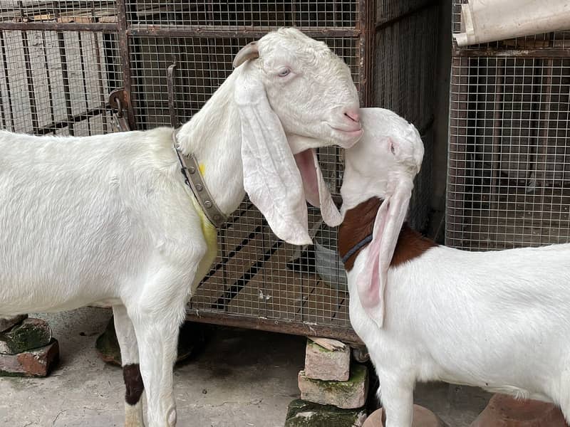 Rajanpuri Male gaot | Rajanpuri Female Goat | Female goat baby | Bakra 8