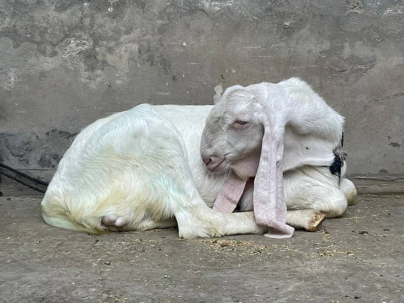 Rajanpuri Male gaot | Rajanpuri Female Goat | Female goat baby | Bakra 9