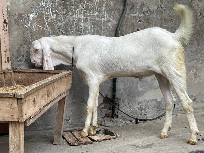 Rajanpuri Male gaot | Rajanpuri Female Goat | Female goat baby | Bakra 10