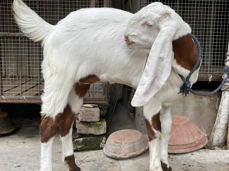 Rajanpuri Male gaot | Rajanpuri Female Goat | Female goat baby | Bakra 11