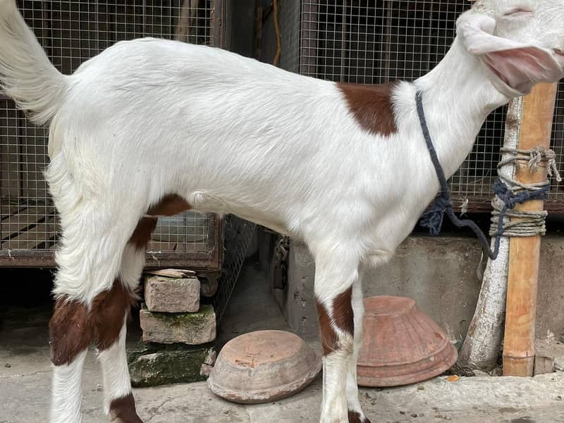 Rajanpuri Male gaot | Rajanpuri Female Goat | Female goat baby | Bakra 12