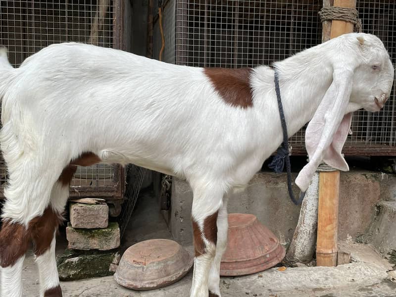 Rajanpuri Male gaot | Rajanpuri Female Goat | Female goat baby | Bakra 13