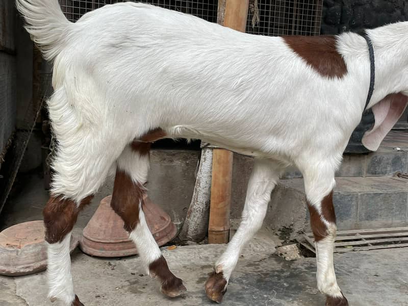 Rajanpuri Male gaot | Rajanpuri Female Goat | Female goat baby | Bakra 14