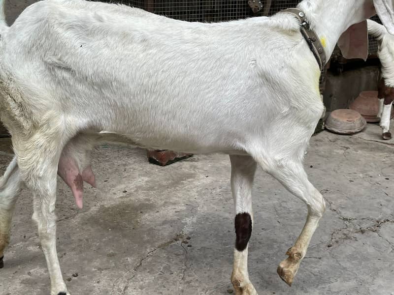 Rajanpuri Male gaot | Rajanpuri Female Goat | Female goat baby | Bakra 15