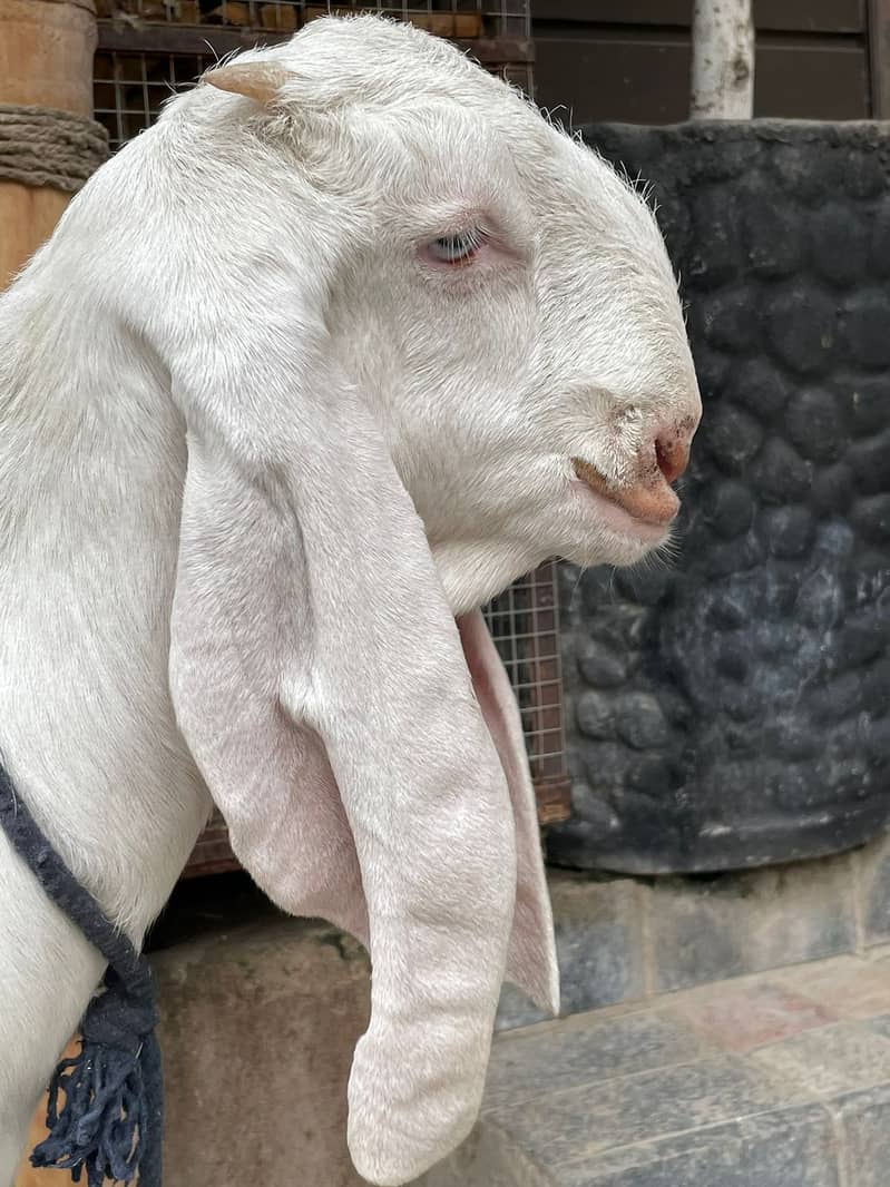 Rajanpuri Male gaot | Rajanpuri Female Goat | Female goat baby | Bakra 16