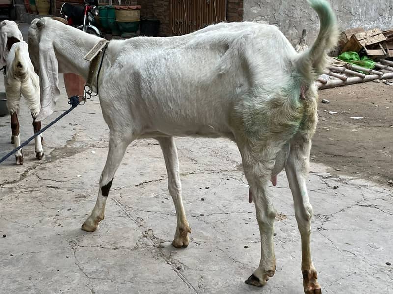 Rajanpuri Male gaot | Rajanpuri Female Goat | Female goat baby | Bakra 19