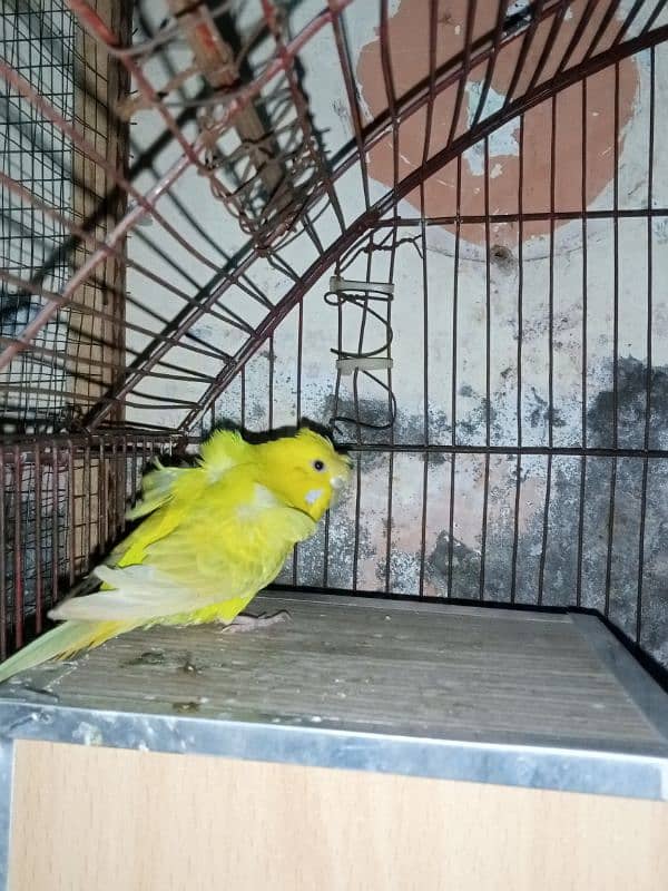 hogoromo budgie breeder pair double factor full healthy and active 0