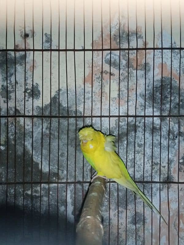 hogoromo budgie breeder pair double factor full healthy and active 1