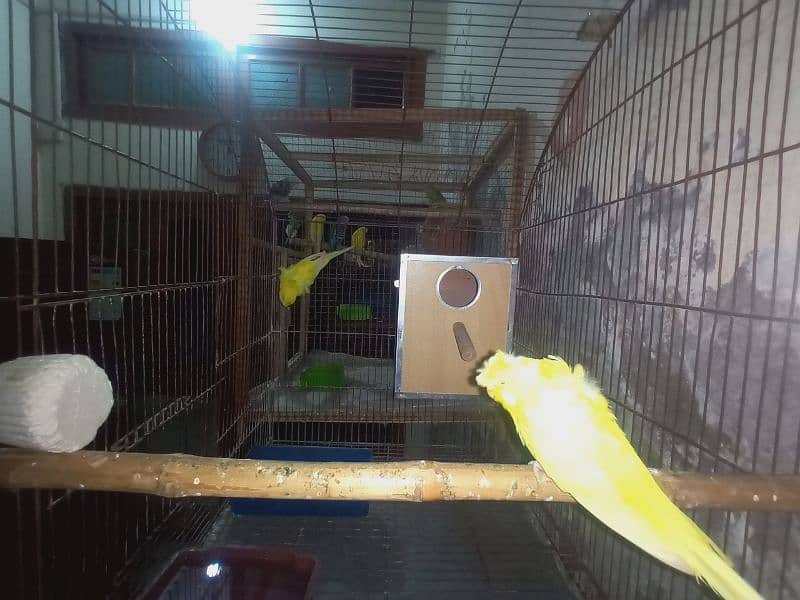 hogoromo budgie breeder pair double factor full healthy and active 2