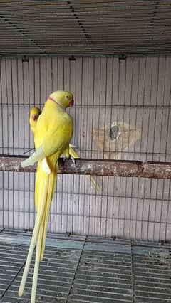 Yellow Ringneck pair