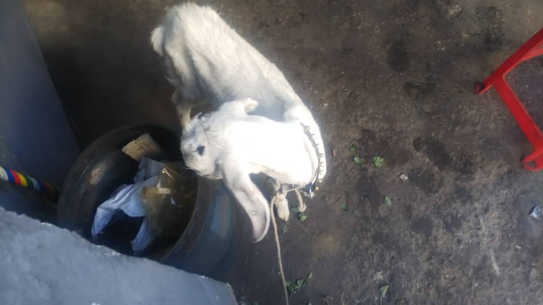 baby goat 2