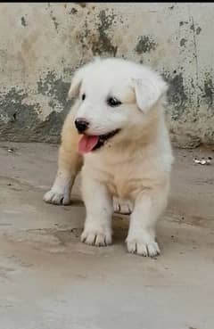 russian puppy for sale