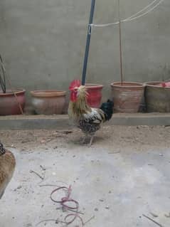 rooster