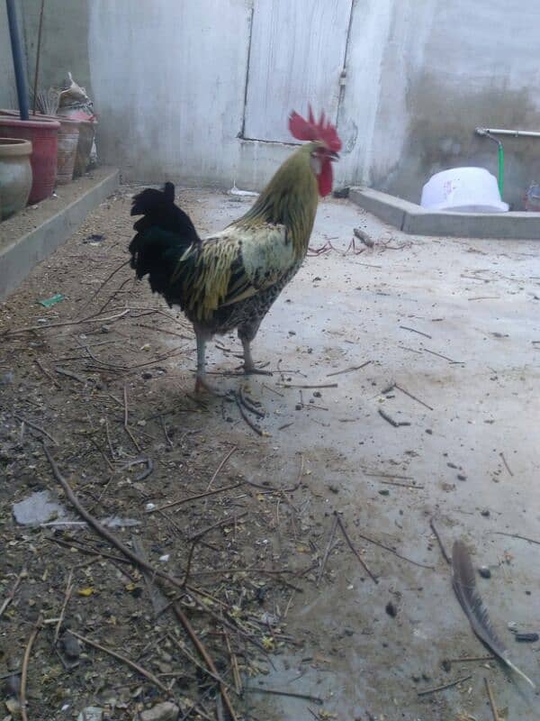 rooster 3