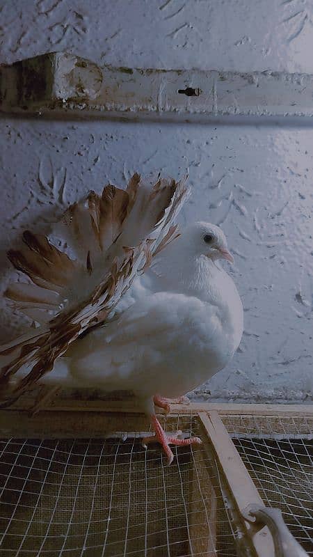 original breed lakkay pigeons 1