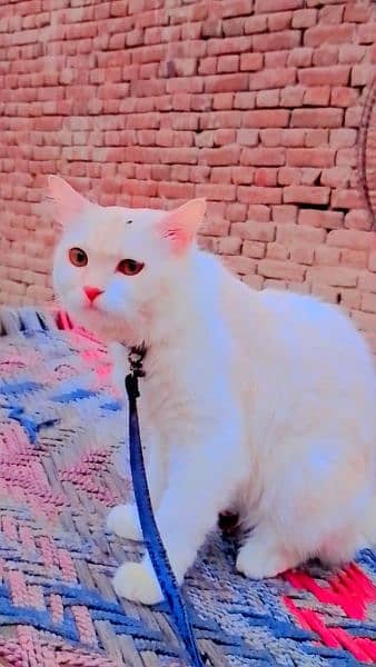 Persian cat for sale male or female my WhatsApp 0325=24=52=724 2