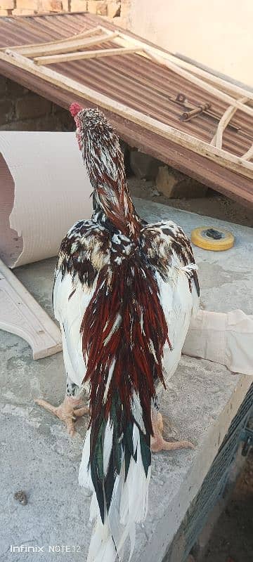 Hens Pair for sale 8