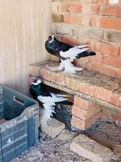 Black Magpie breeder female