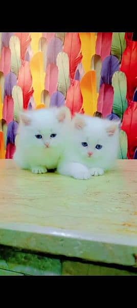 Persian cat for sale vaccin my WhatsApp 0325=2452724 1