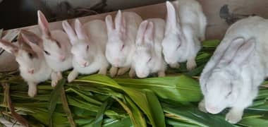 Rabbits 1 Male 6 Female All breeding