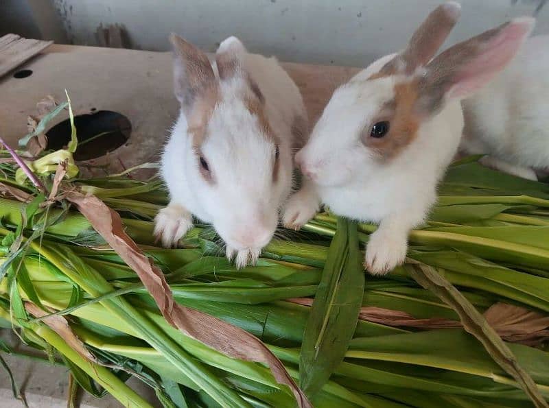 Rabbits 1 Male 6 Female All breeding 1