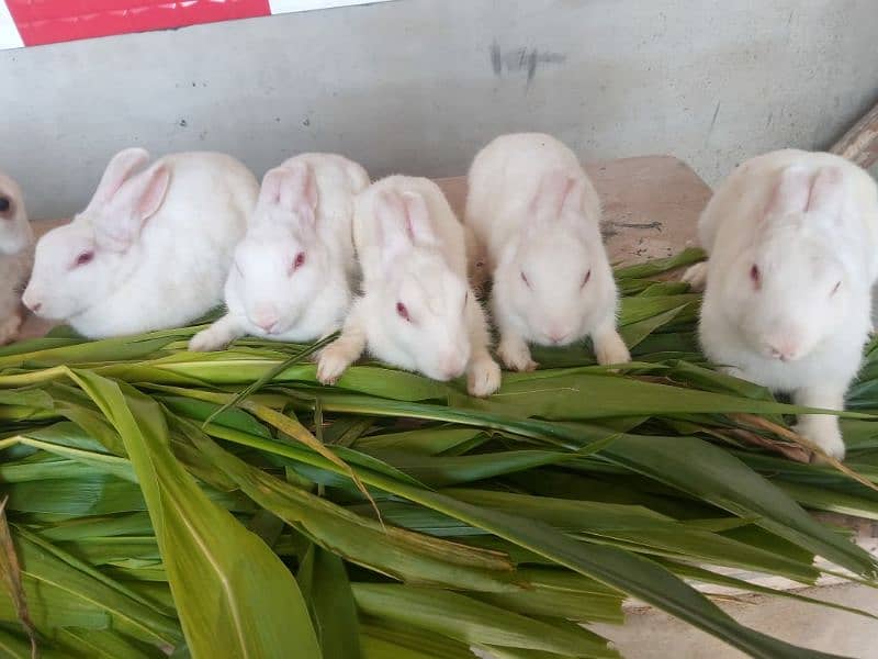 Rabbits 1 Male 6 Female All breeding 2