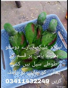 کشمیری رنگ ٹون والی مکاؤ کاٹی