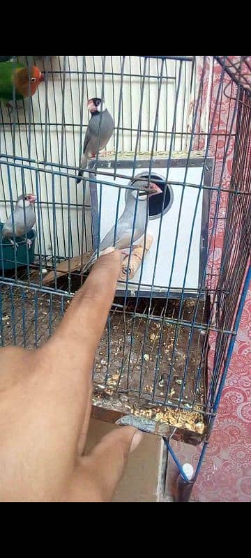 java finch breeder pair healthy and active 0