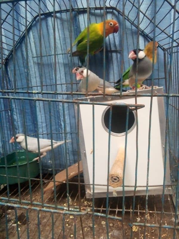 java finch breeder pair healthy and active 1