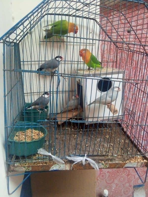 java finch breeder pair healthy and active 2