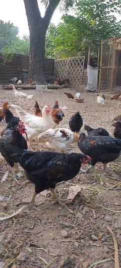 Golden misri hen | Egg laying Hens | Murgiya | desi Hen | Desi murgi