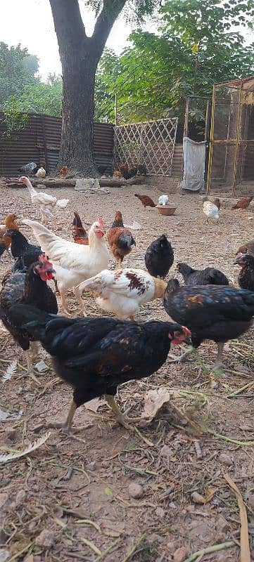 700/kg golden misri | desi murgha | misri murgha | hens 0