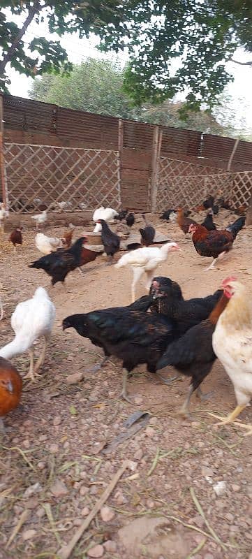 700/kg golden misri | desi murgha | misri murgha | hens 16