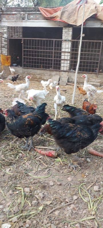 700/kg golden misri | desi murgha | misri murgha | hens 17