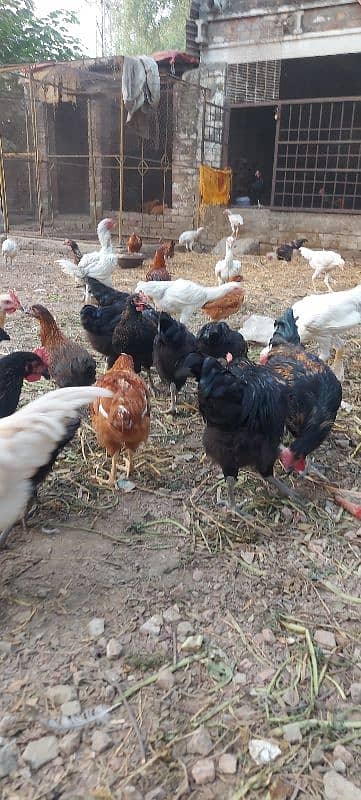 700/kg golden misri | desi murgha | misri murgha | hens 18