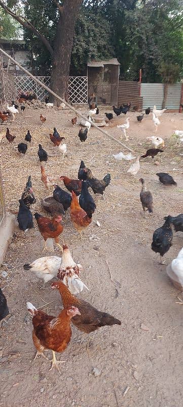 700/kg golden misri | desi murgha | misri murgha | hens 19