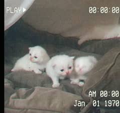 Persian triple coated punch & semi punch face kittens for sale