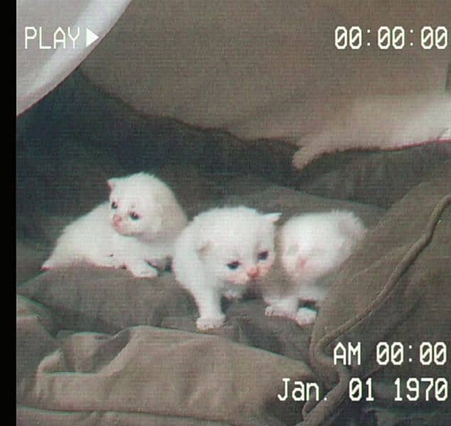 Persian triple coated punch & semi punch face kittens for sale 0